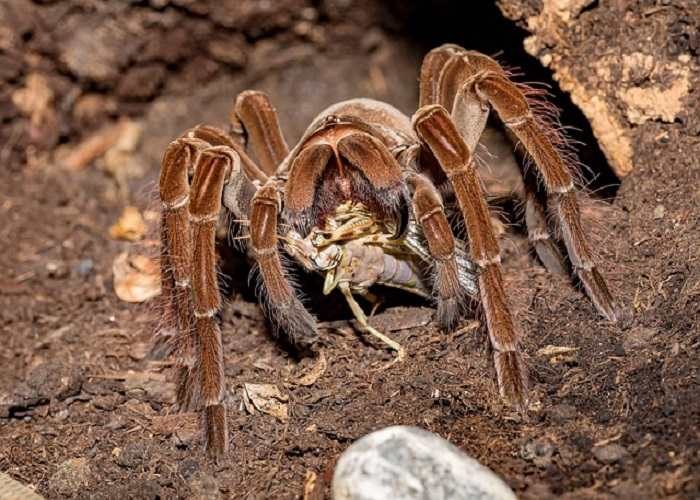 Wolf Spider Brown Recluse