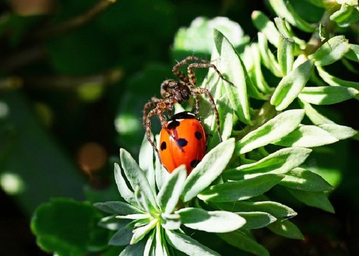 Wolf Spider Brown Recluse