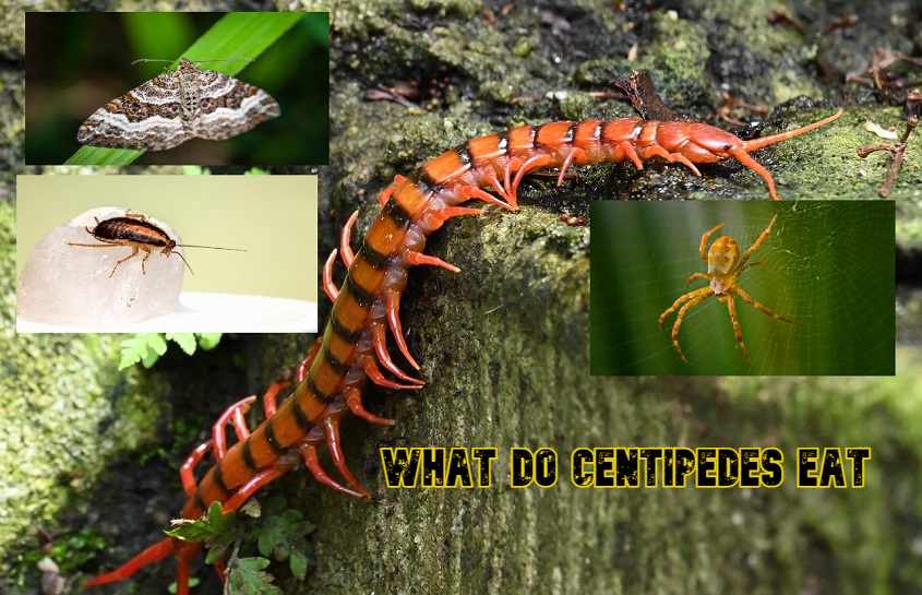 What do centipedes eat