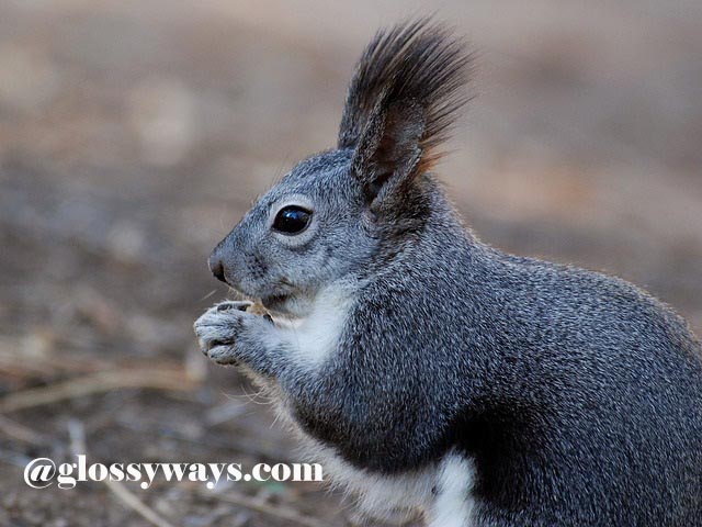 Squirrel poop