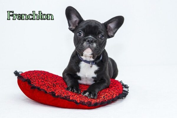 Frenchton