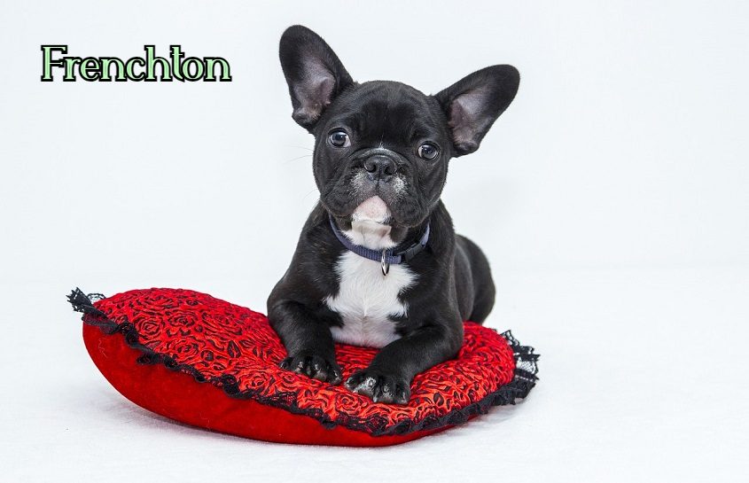 Frenchton